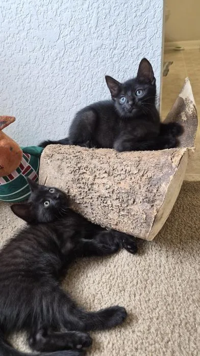 A baby medium-sized female Black Domestic Medium Hair cat named Midnight & Noir for adoption in Liverpool, TX