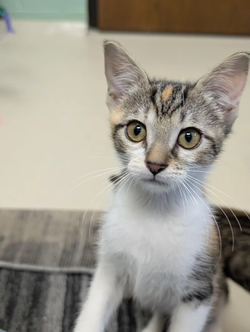 A baby medium-sized female Calico Domestic Short Hair cat named Chunky Monkey for adoption in Jefferson, WI