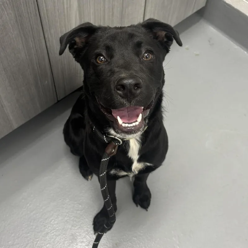 A young medium-sized female Black Labrador Retriever dog named Kila for adoption in Rocky Mount, VA