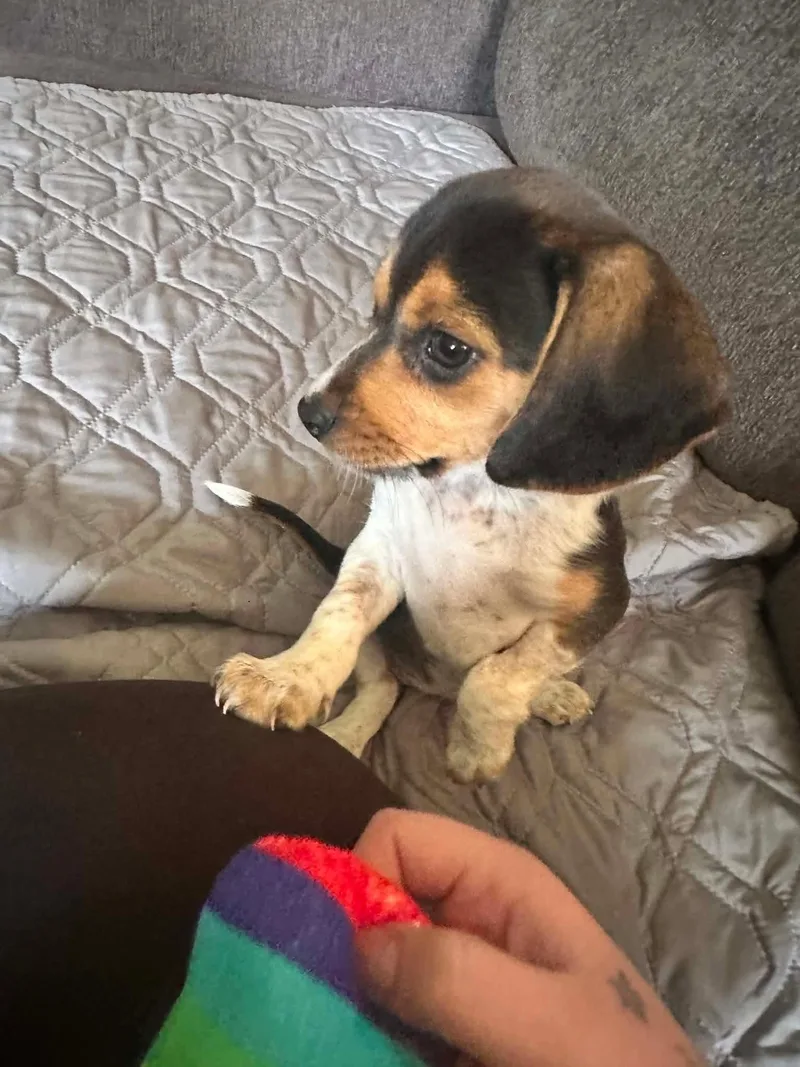 A baby medium-sized female Tricolor (Brown, Black, & White) Beagle dog named Lola for adoption in Union Grove, WI
