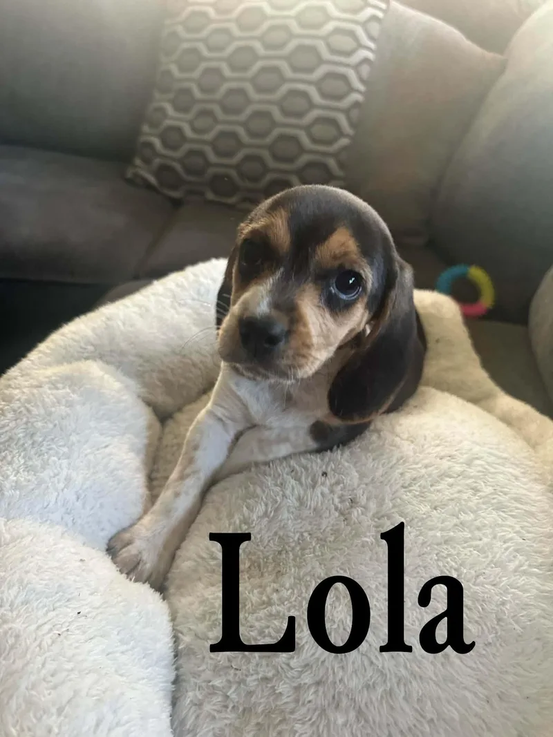 Lola thumbnail 2