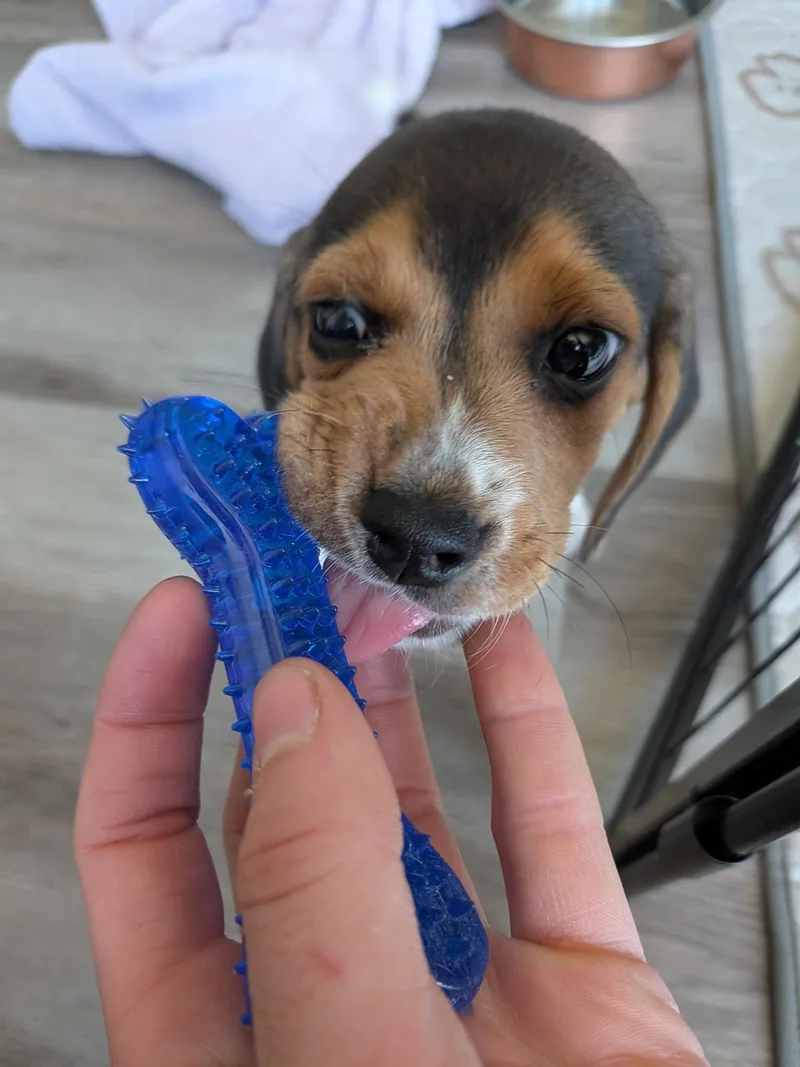 Lola thumbnail 3