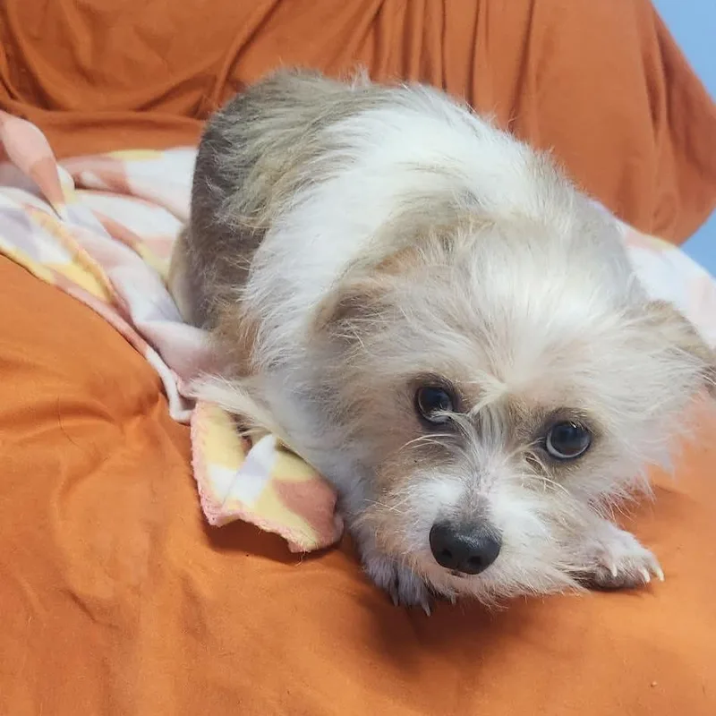 An adult small-sized male Yellow / Tan / Blond / Fawn Terrier dog named Bradley for adoption in Cleveland, TN