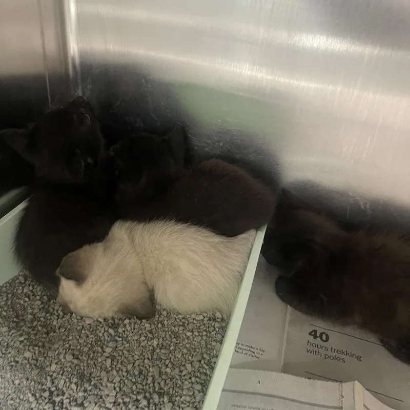 A baby small-sized male Black Domestic Short Hair cat named Messi for adoption in Auburn, AL