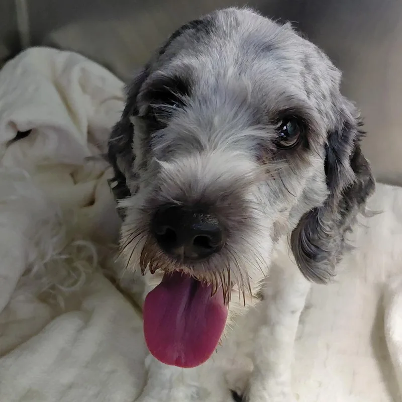 An adult small-sized male Gray / Blue / Silver Cockapoo dog named Thor for adoption in Philadelphia, PA