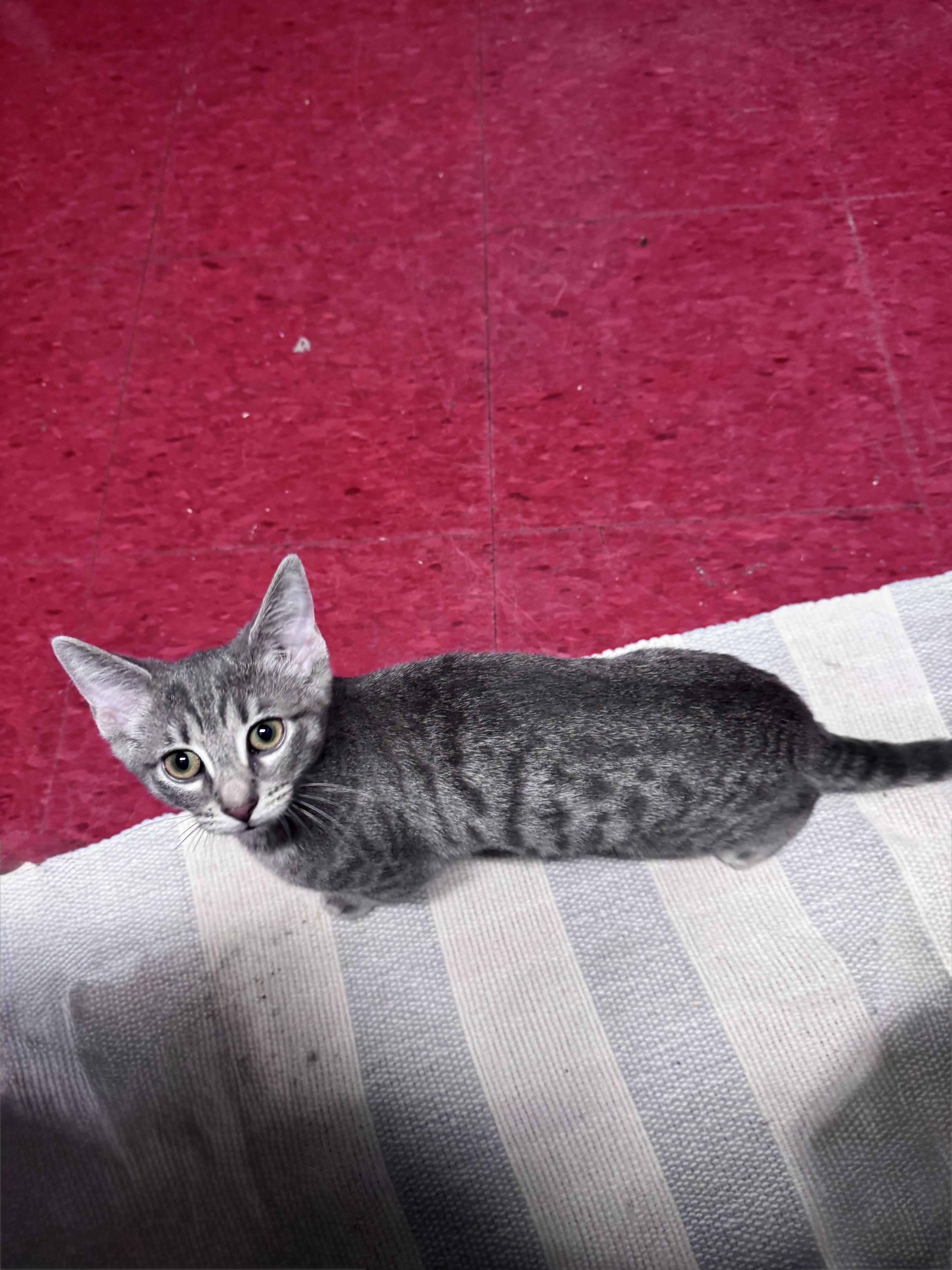 A baby medium-sized male Smoke Domestic Short Hair cat named Grayson for adoption in Hoopeston, IL