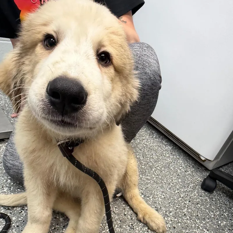 A baby medium-sized male White / Cream Great Pyrenees dog named Rue for adoption in Parkersburg, WV