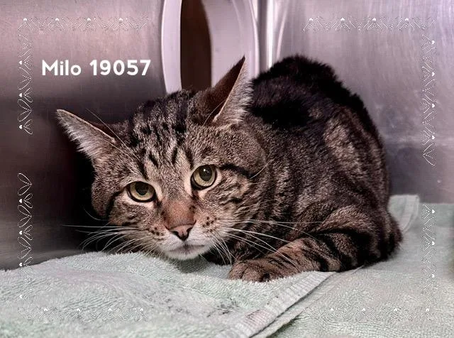 An adult large-sized male Tabby (Brown / Chocolate) Domestic Short Hair cat named Milo for adoption in Marietta, GA