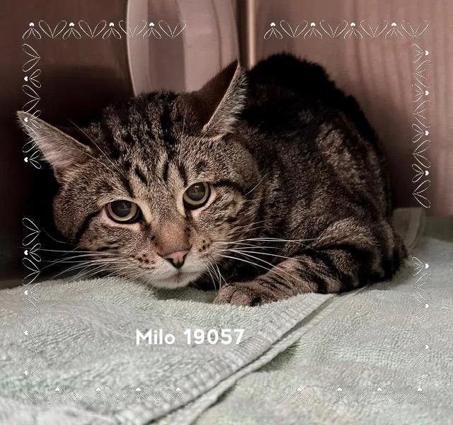 Milo thumbnail 2