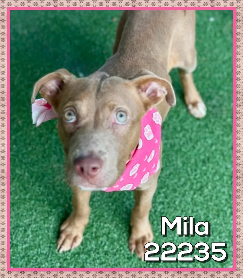 A young medium-sized female Brown / Chocolate Pit Bull Terrier dog named Mila for adoption in Marietta, GA