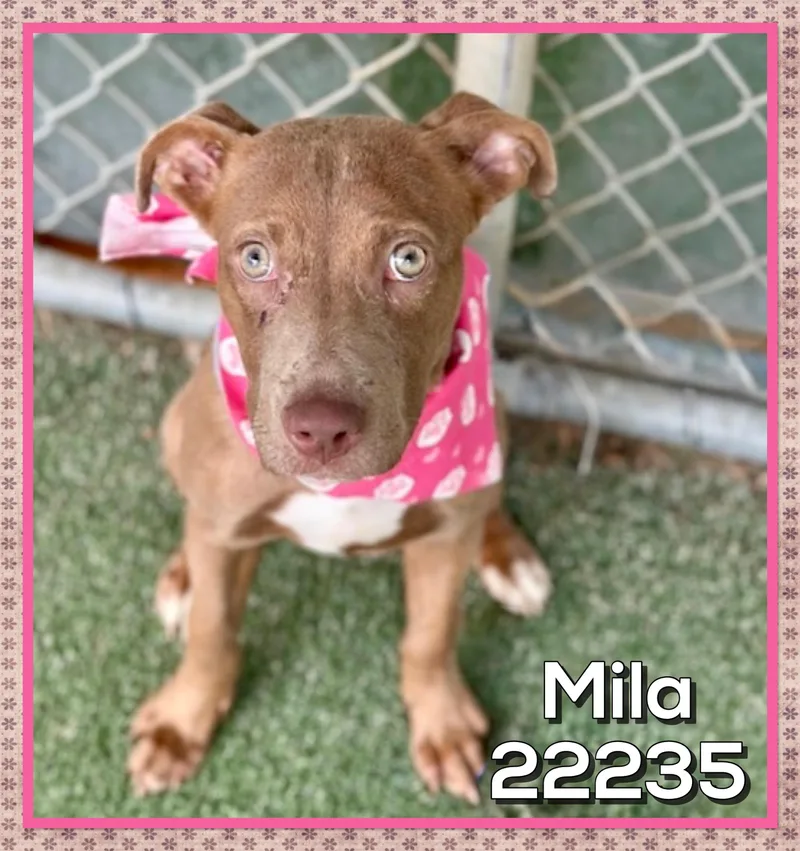 Mila thumbnail 2