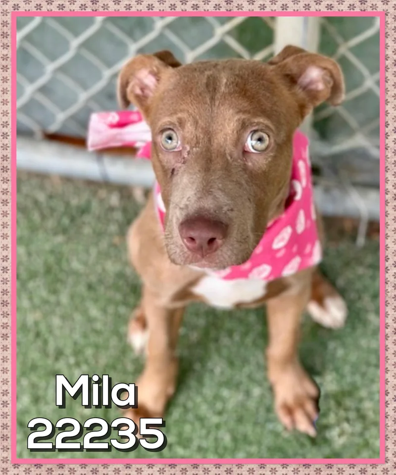 Mila thumbnail 3