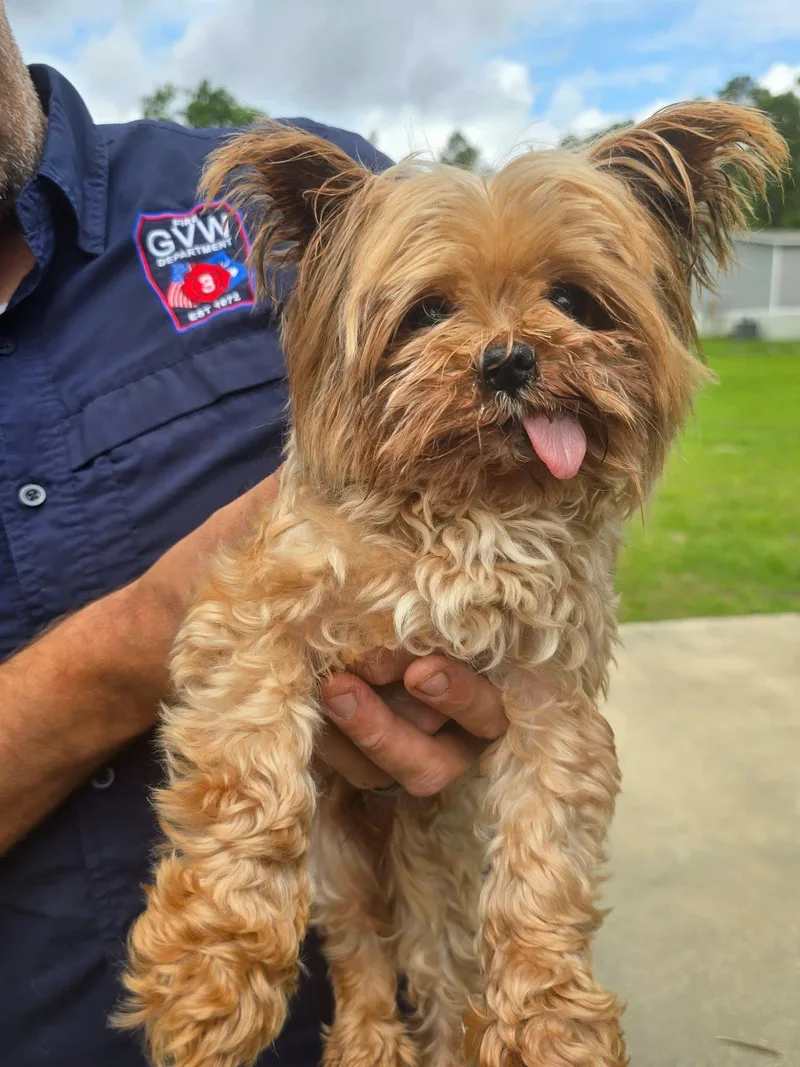 An adult small-sized male Yorkshire Terrier dog named Lincoln for adoption in Aiken, SC