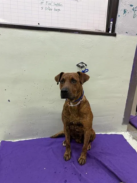 A young medium-sized male Staffordshire Bull Terrier dog named Pollo for adoption in Houston, TX
