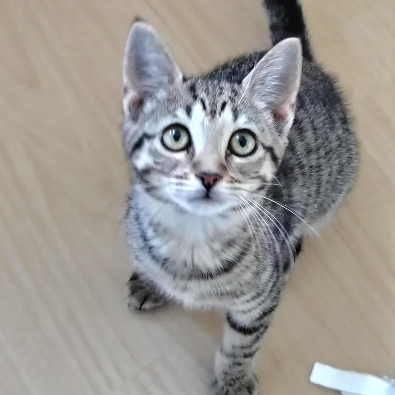 A baby small-sized female Tabby (Tiger Striped) Tabby cat named Trinity & Mel for adoption in Montour Falls, NY