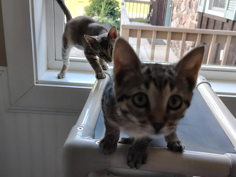 Trinity & Mel thumbnail 2
