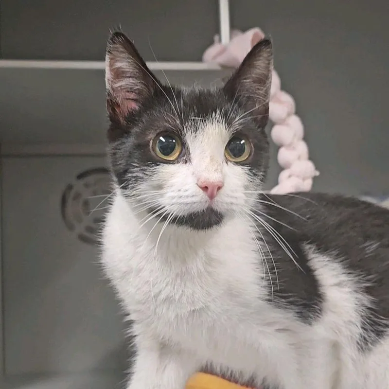 A baby small-sized male Black Domestic Short Hair cat named Jason for adoption in Columbus, NC