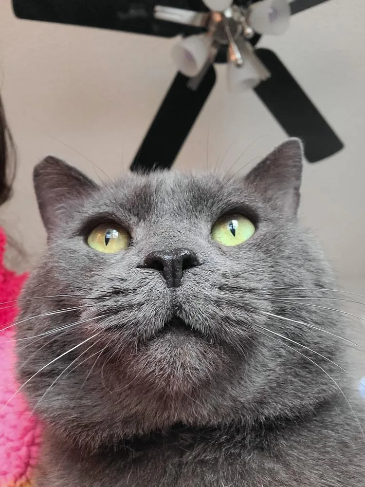 Sir Earl Grey thumbnail 2