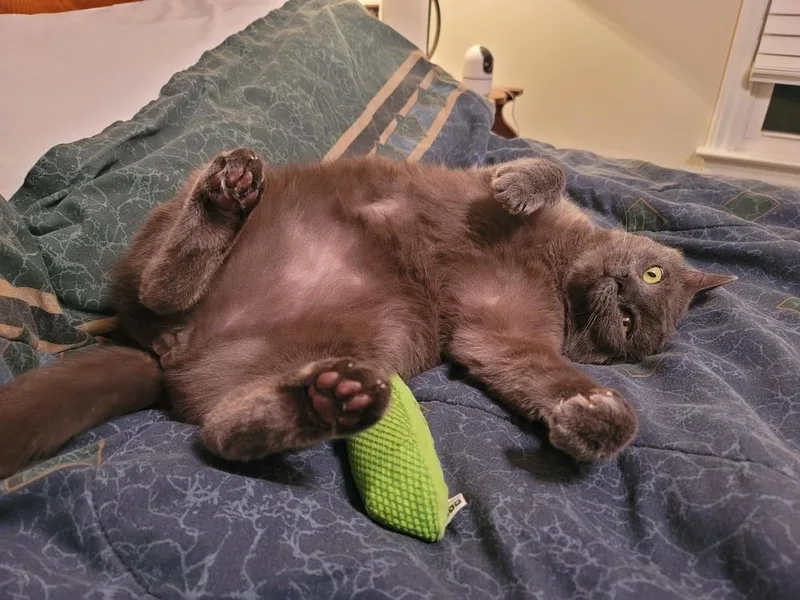 Sir Earl Grey thumbnail 5