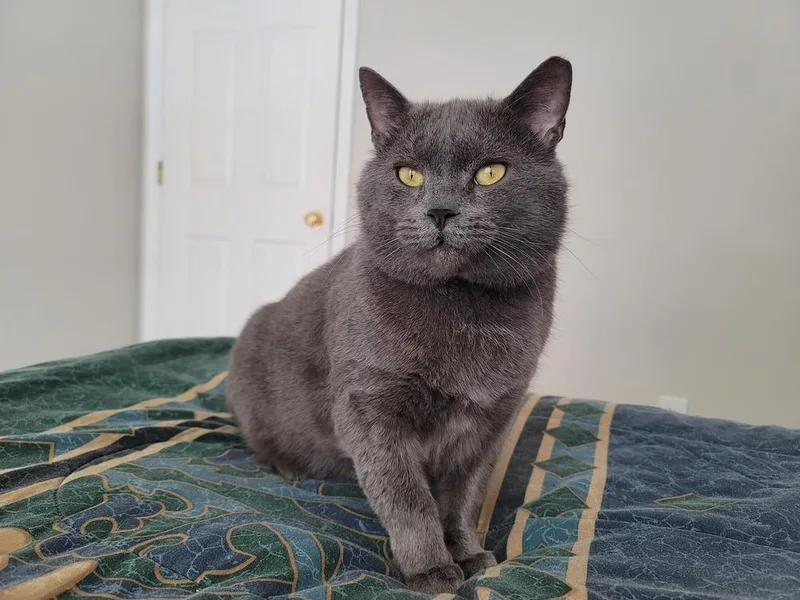 Sir Earl Grey thumbnail 6