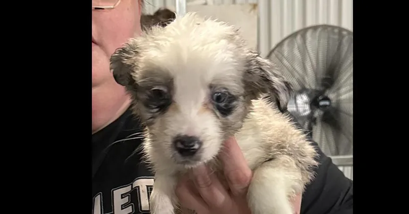 A baby small-sized male Merle (Blue) Border Collie dog named Skyler for adoption in Papillion, NE
