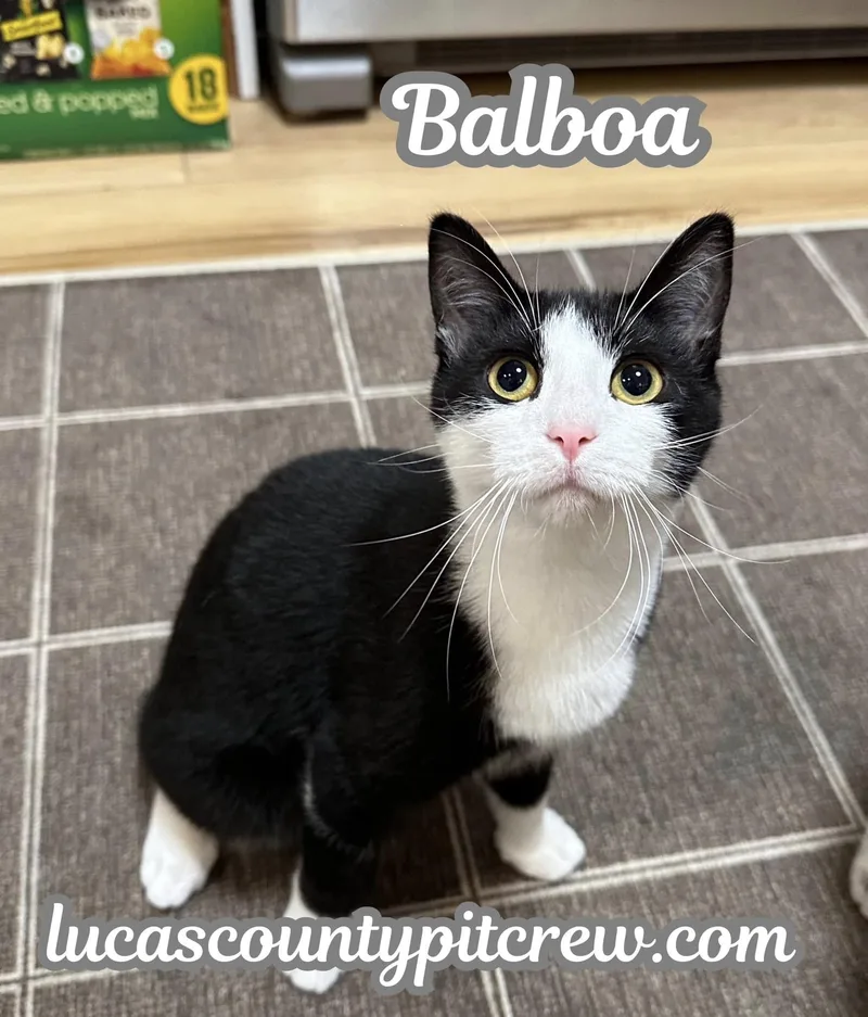 Balboa