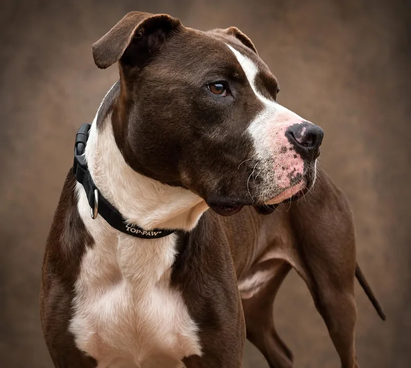 Remington aka Remi thumbnail 2