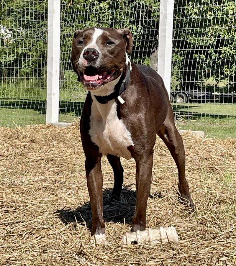 Remington aka Remi thumbnail 3