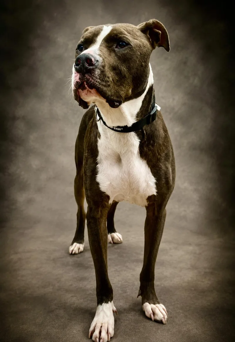 Remington aka Remi thumbnail 4
