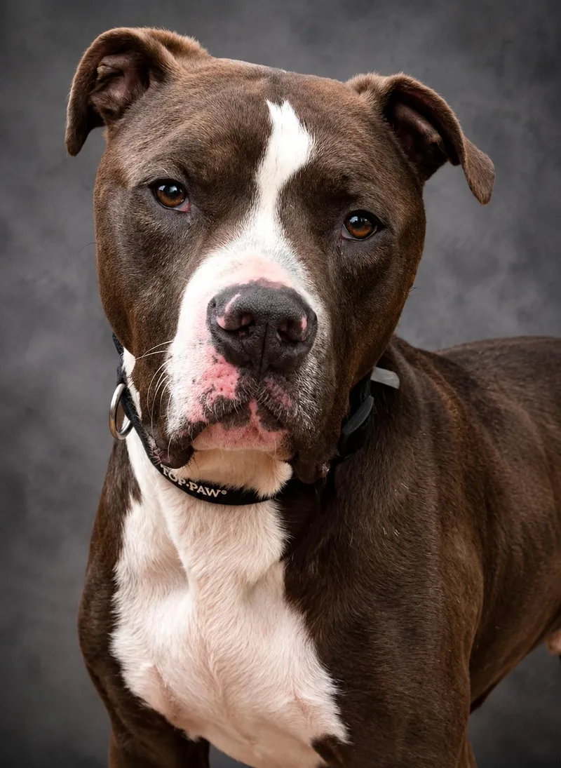 Remington aka Remi thumbnail 5