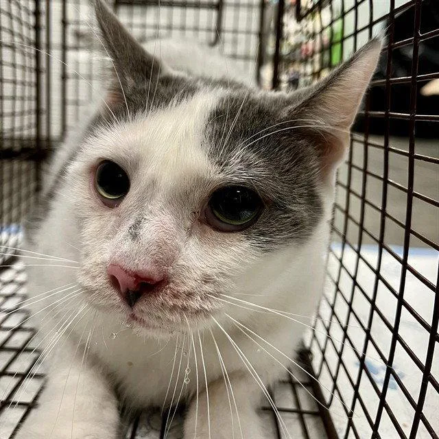 An adult medium-sized female Gray / Blue / Silver Domestic Short Hair cat named Italia for adoption in Tavares, FL