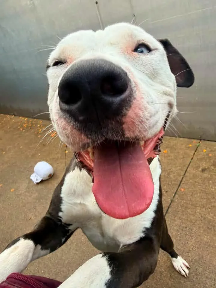An adult medium-sized male Black Pit Bull Terrier dog named Sacré Bleu for adoption in Chicago, IL