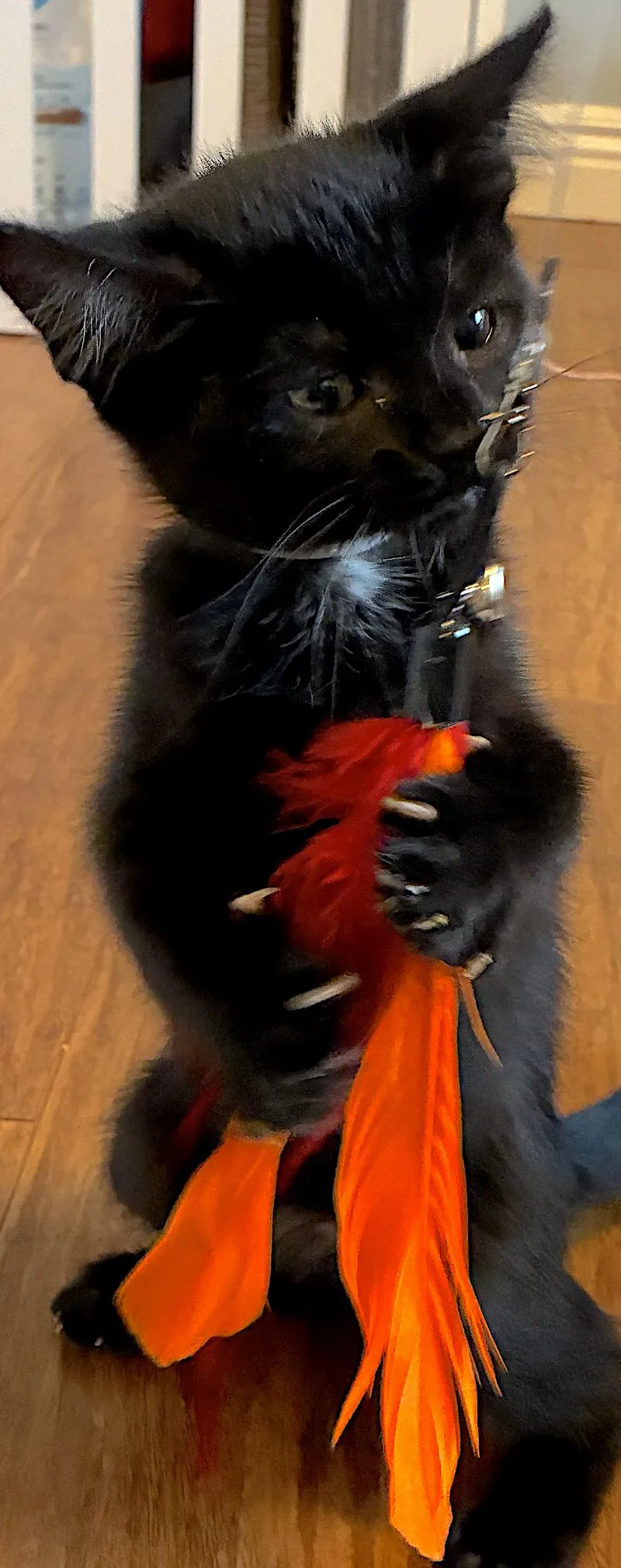 A baby medium-sized female Black Domestic Short Hair cat named Robin  Bonded With for adoption in Fremont, CA