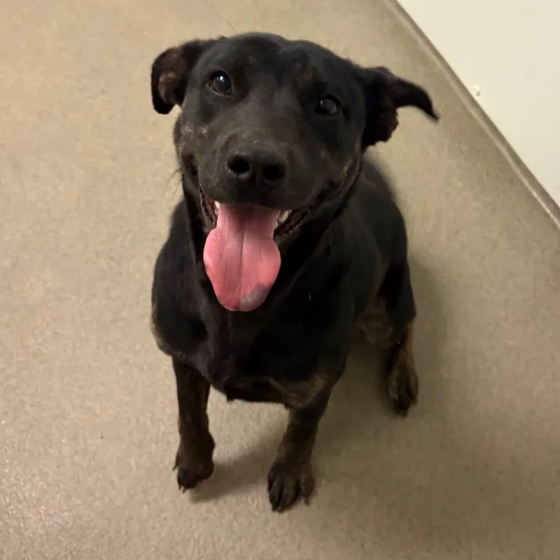 A young small-sized female Brindle Mixed Breed dog named Banana Bread for adoption in Rocky Mount, VA