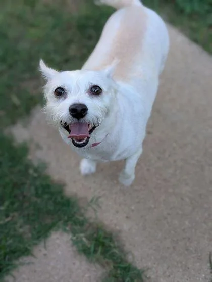 An adult small-sized female Terrier dog named Snowy for adoption in Mansfield, TX