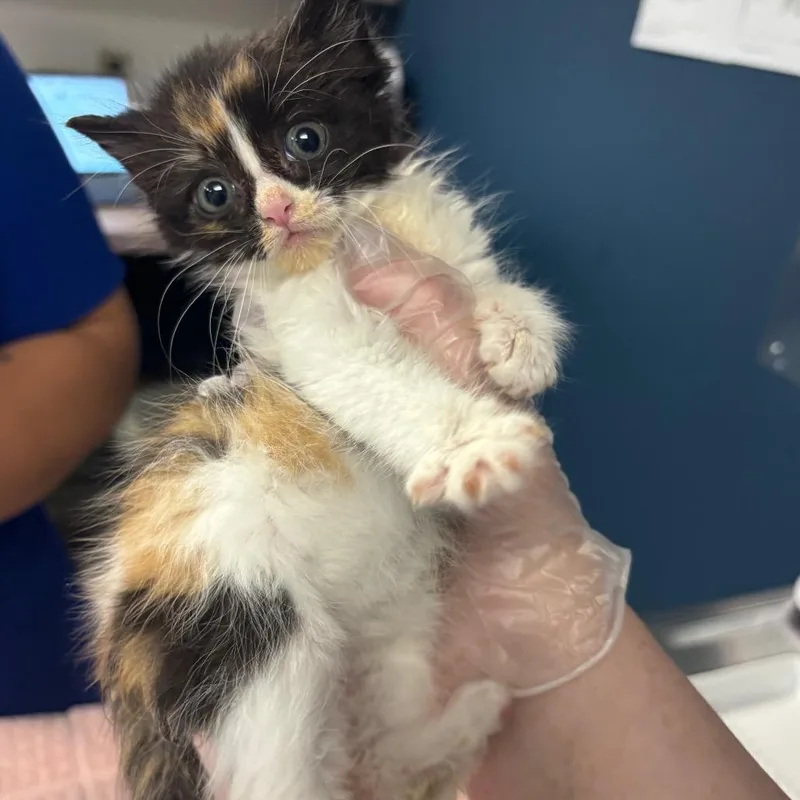A baby small-sized female Calico Domestic Short Hair cat named Latte for adoption in Newark, NJ