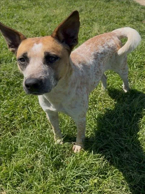 An adult large-sized female Australian Cattle Dog / Blue Heeler dog named Red for adoption in Conroe, TX