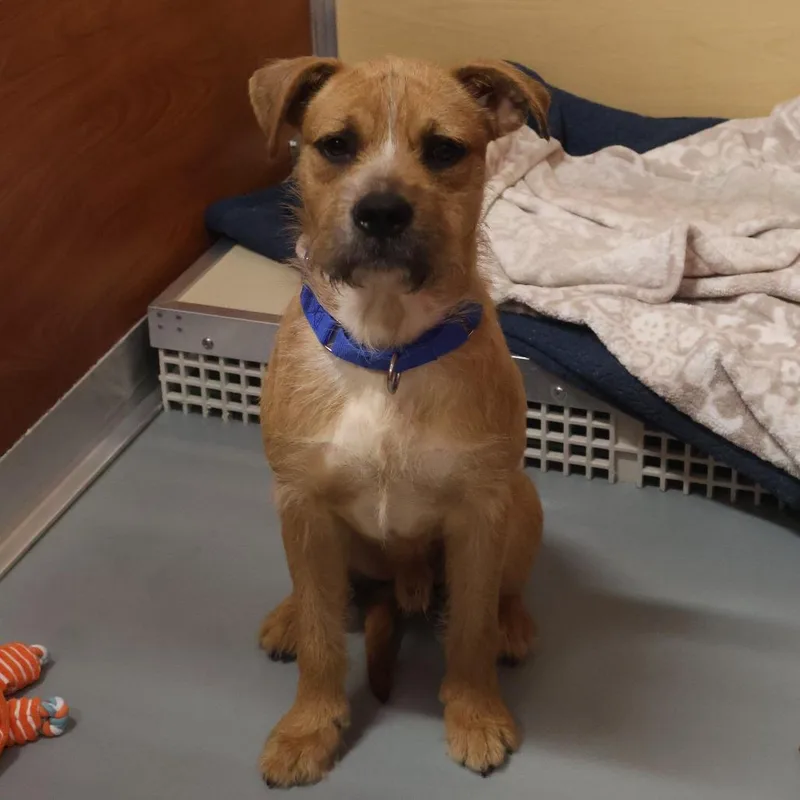 A young medium-sized male Brown / Chocolate Mixed Breed dog named Littles for adoption in Saint Charles, MO