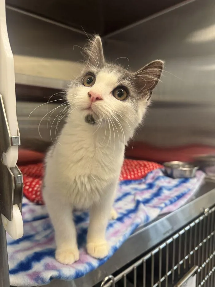 A young small-sized male Gray & White Domestic Short Hair cat named Beau for adoption in Hilton Head Island, SC