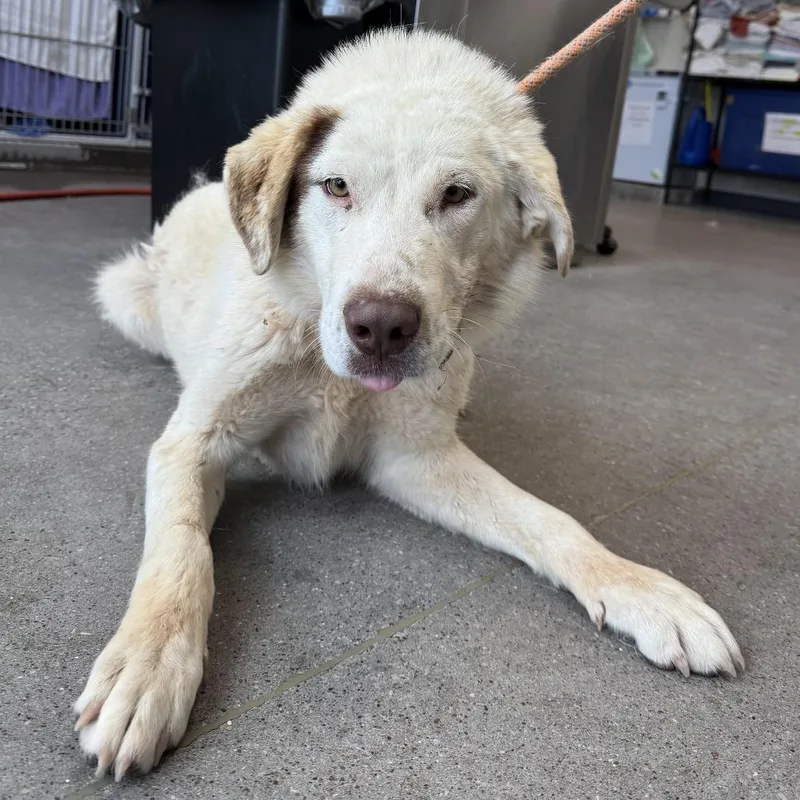 An adult medium-sized male White / Cream Mixed Breed dog named Luke for adoption in Las Cruces, NM