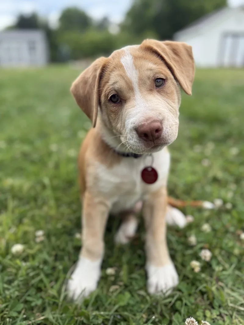 A young medium-sized male Australian Shepherd dog named Freddie for adoption in Nashville, TN
