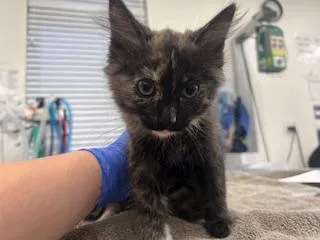 A baby small-sized female Domestic Short Hair cat named Aspen for adoption in Antioch, CA