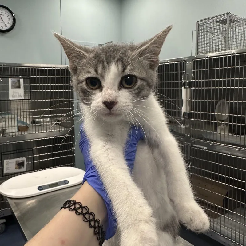 A baby small-sized female Gray / Blue / Silver Domestic Short Hair cat named Zippo for adoption in Greensboro, NC