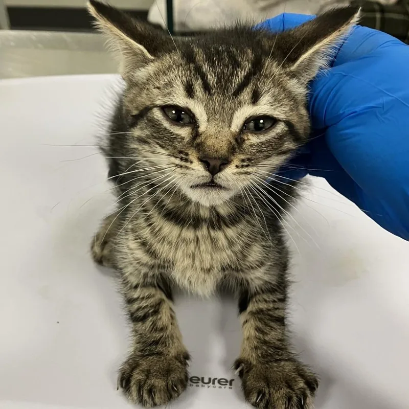 A baby small-sized male Brown / Chocolate Domestic Short Hair cat named Yoshi for adoption in Las Cruces, NM