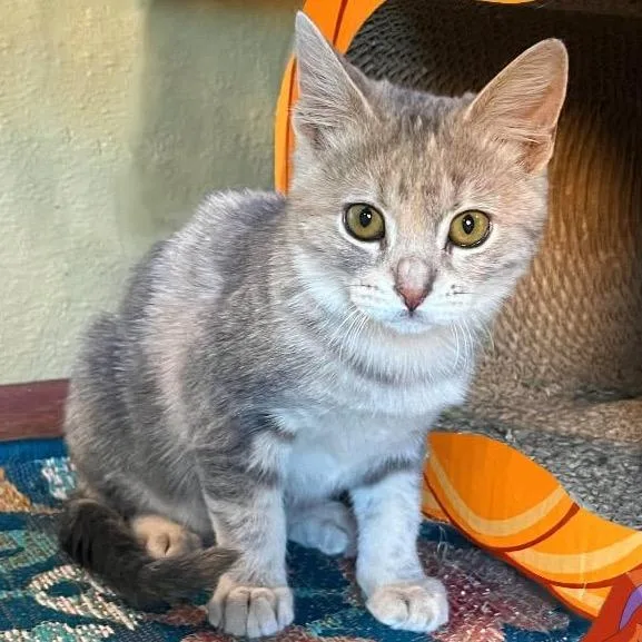 A baby small-sized female Tortoiseshell Domestic Medium Hair cat named Daphne for adoption in Orangevale, CA