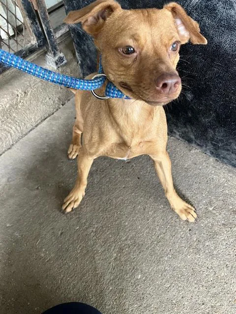 A young small-sized female Mixed Breed dog named Serena for adoption in Dallas, TX