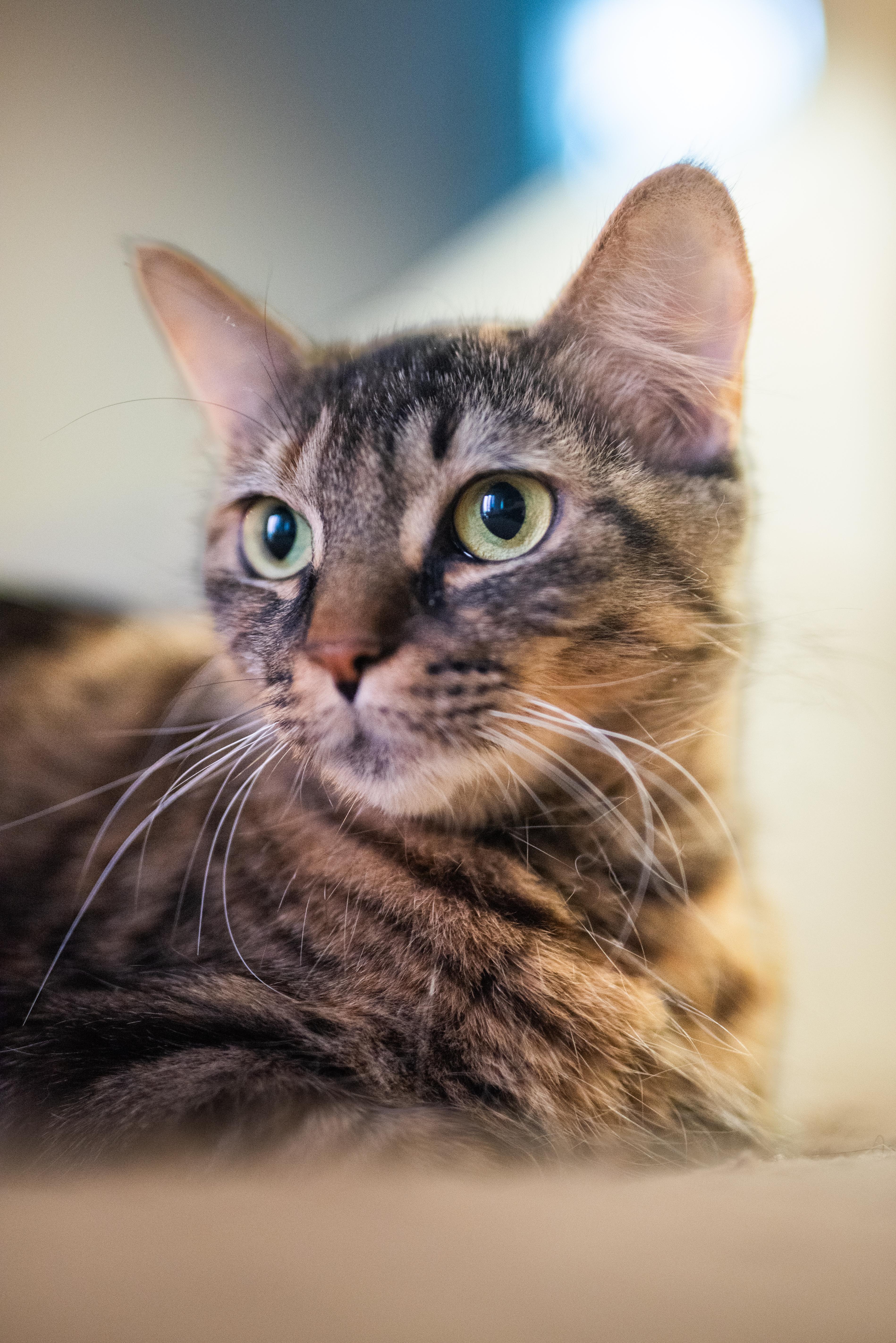 A young small-sized female Tabby (Brown / Chocolate) Domestic Short Hair cat named Willa for adoption in Tomball, TX