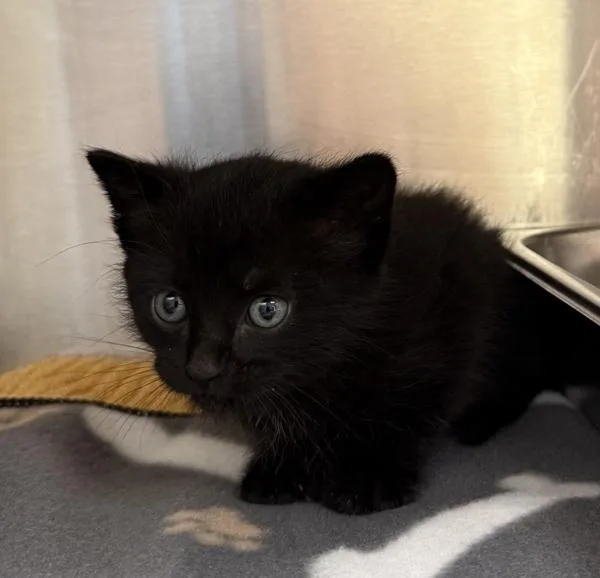 A baby small-sized male Domestic Short Hair cat named Sprite for adoption in Great Falls, MT