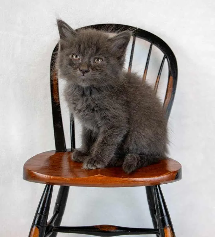 A baby medium-sized male Domestic Medium Hair cat named Denali for adoption in Kennesaw, GA
