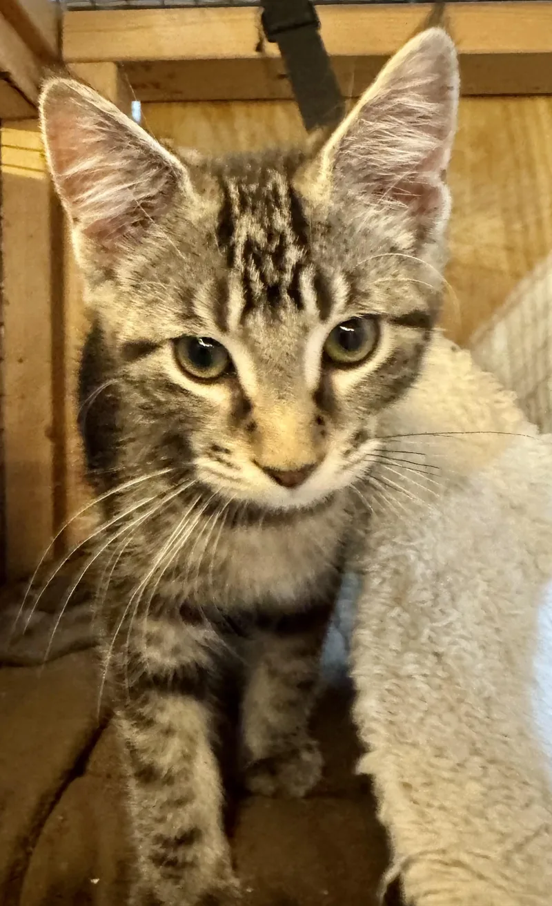 A young medium-sized male Domestic Short Hair cat named Riku for adoption in Centerville, GA